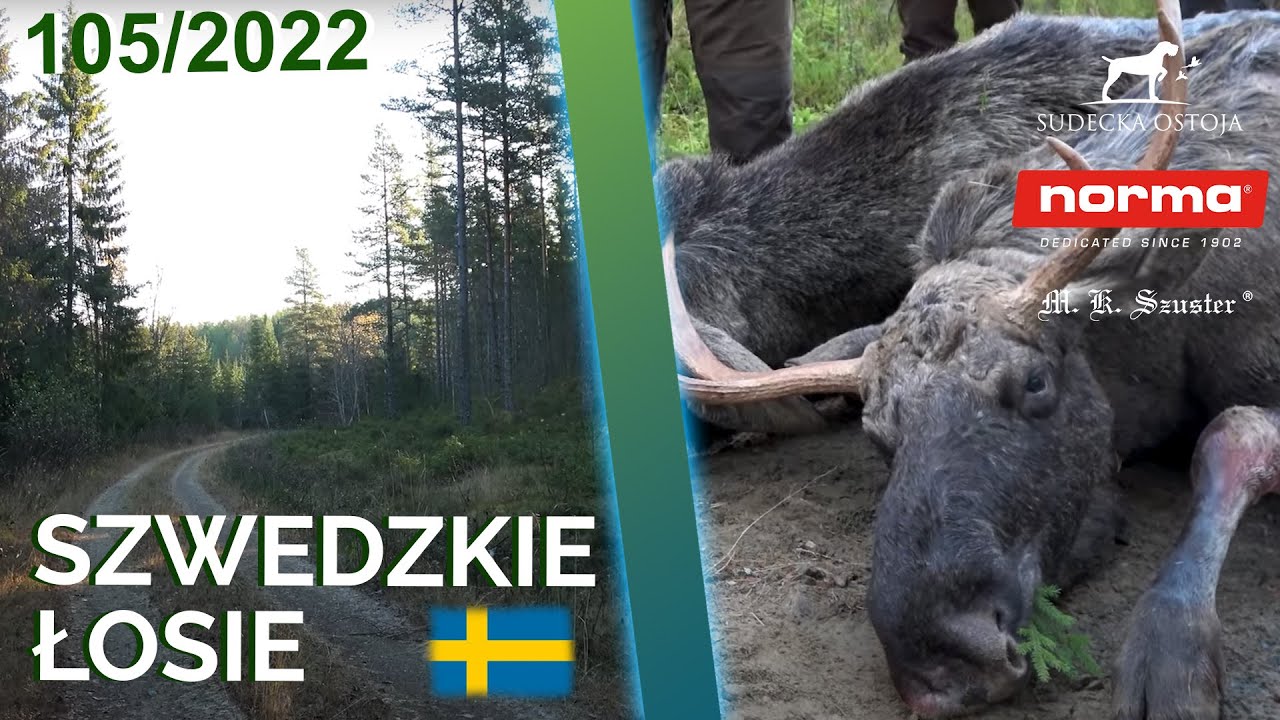 SUDECKA OSTOJA 105/2022 Szwedzkie łosie! Skandynawia z SO @Norma Ammo  Moose