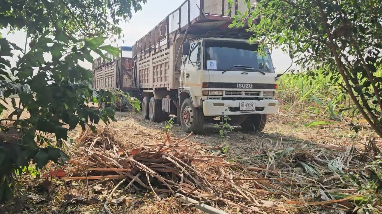 ISUZU ROCKY หัวนอกรองอ้อยกับJOHN DEERE CH570