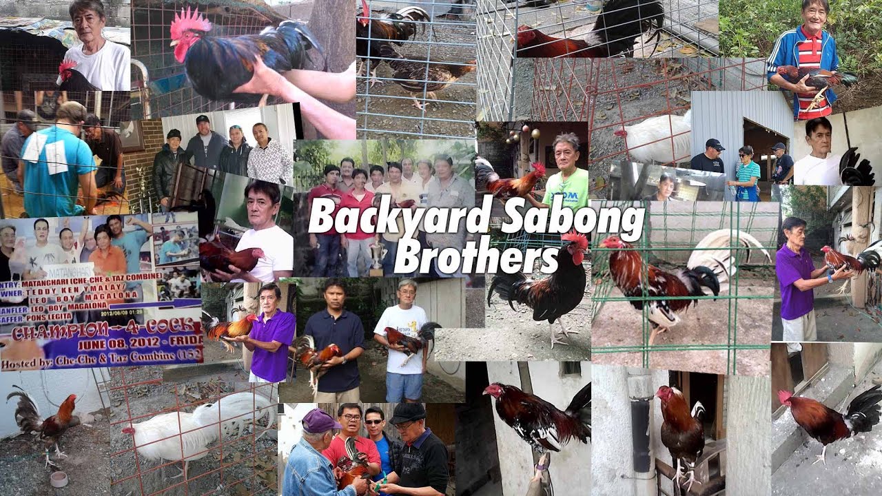 Backyard Breeding: Paano bumuo ng mahusay na manok panlaban.