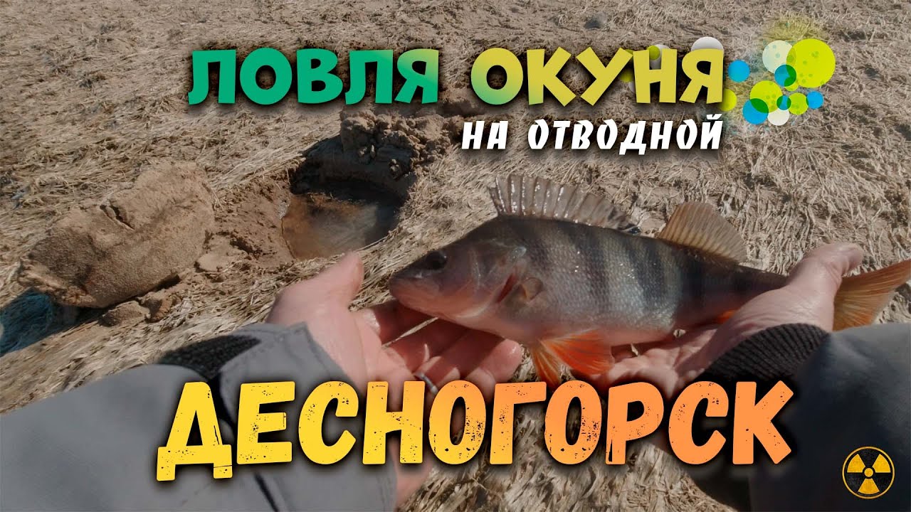 Десногорск | ловля ОКУНЯ на ОТВОДНОЙ поводок