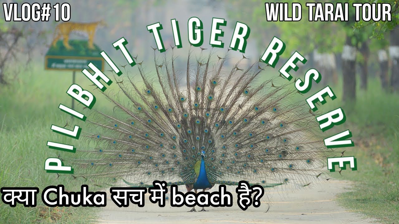 PILIBHIT- an underrated tiger reserve | Chuka beach | Safari & stay detail | Beach in Uttar Pradesh?