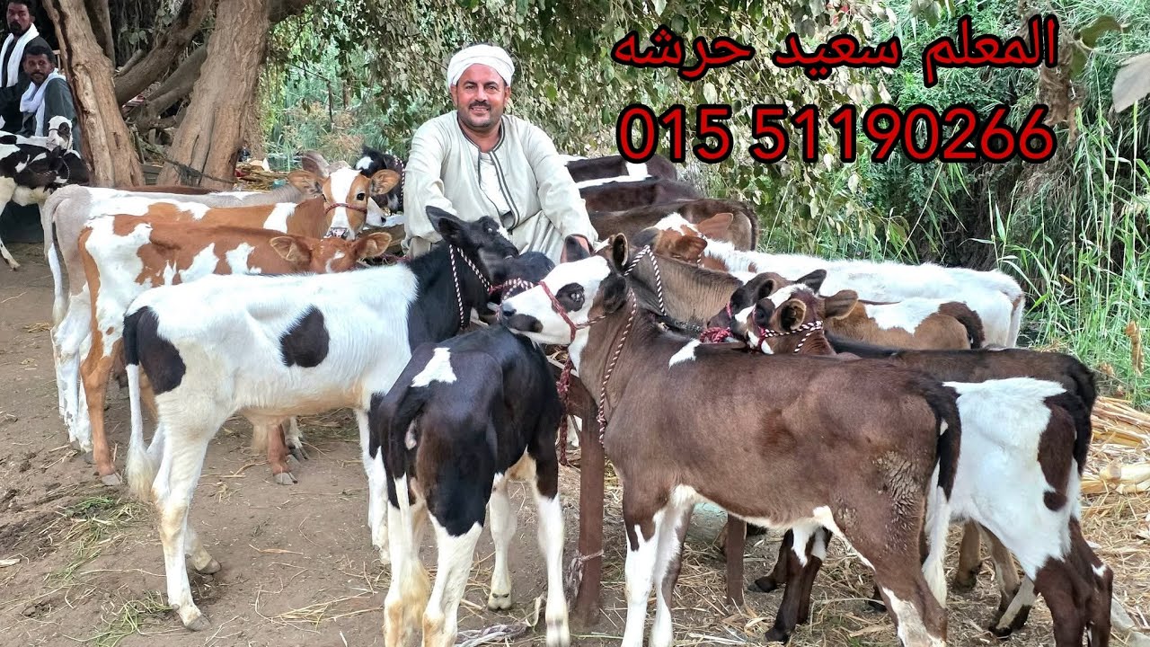 بفضل الله من داخل مزارعنا 50 دكر و نتايه اعلى الاصناف. ‏‪015 51190266‬‏ #سوق_مصر #اكسبلور 