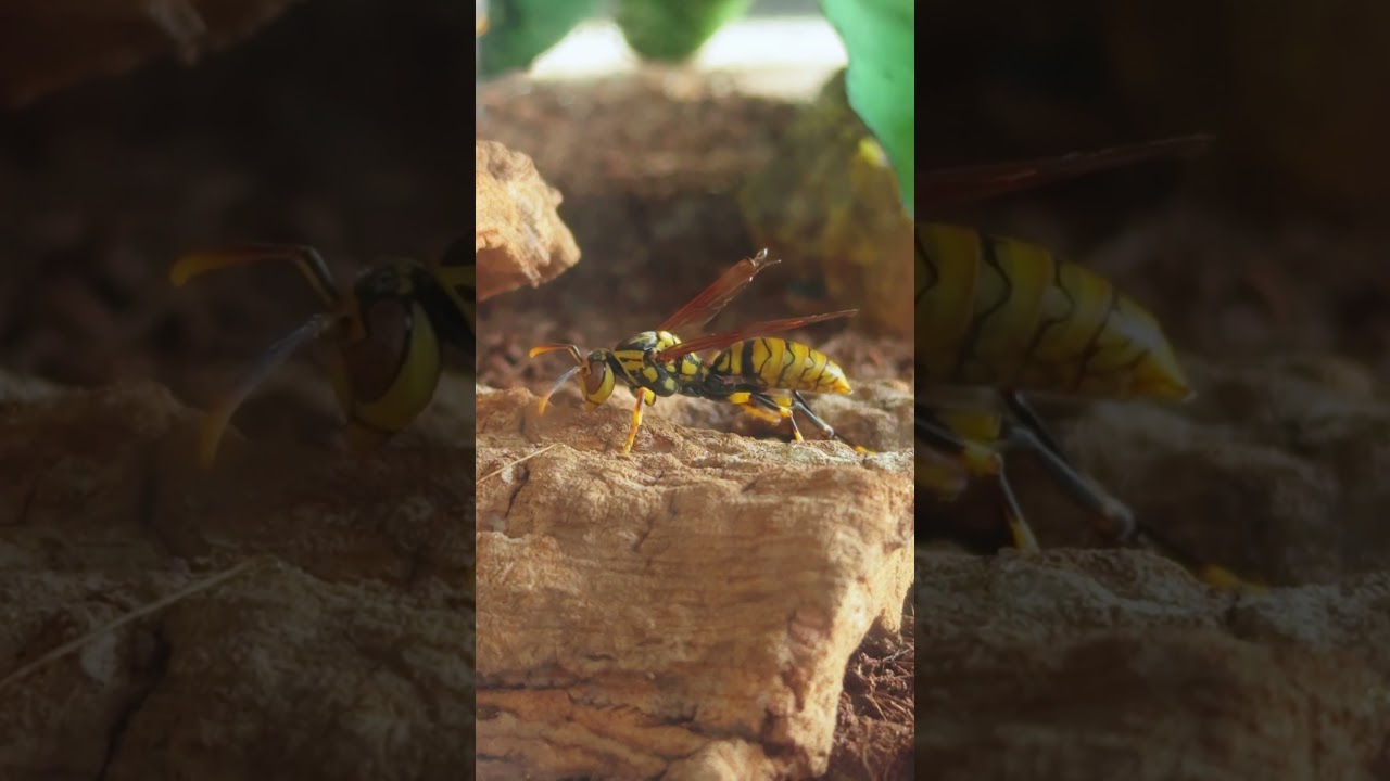 Even a wasp rubbing its feet needs to dress up before going to bed.