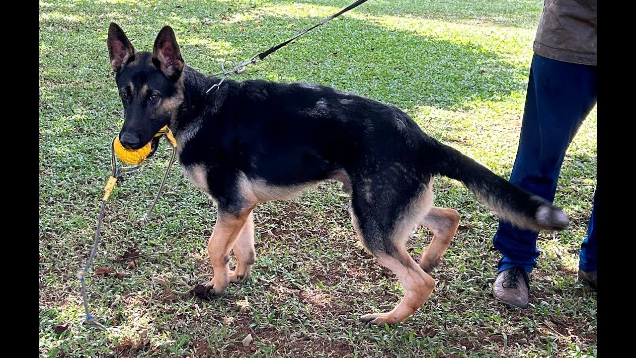 Esko do Sadonana, 11 meses - treinando latidos