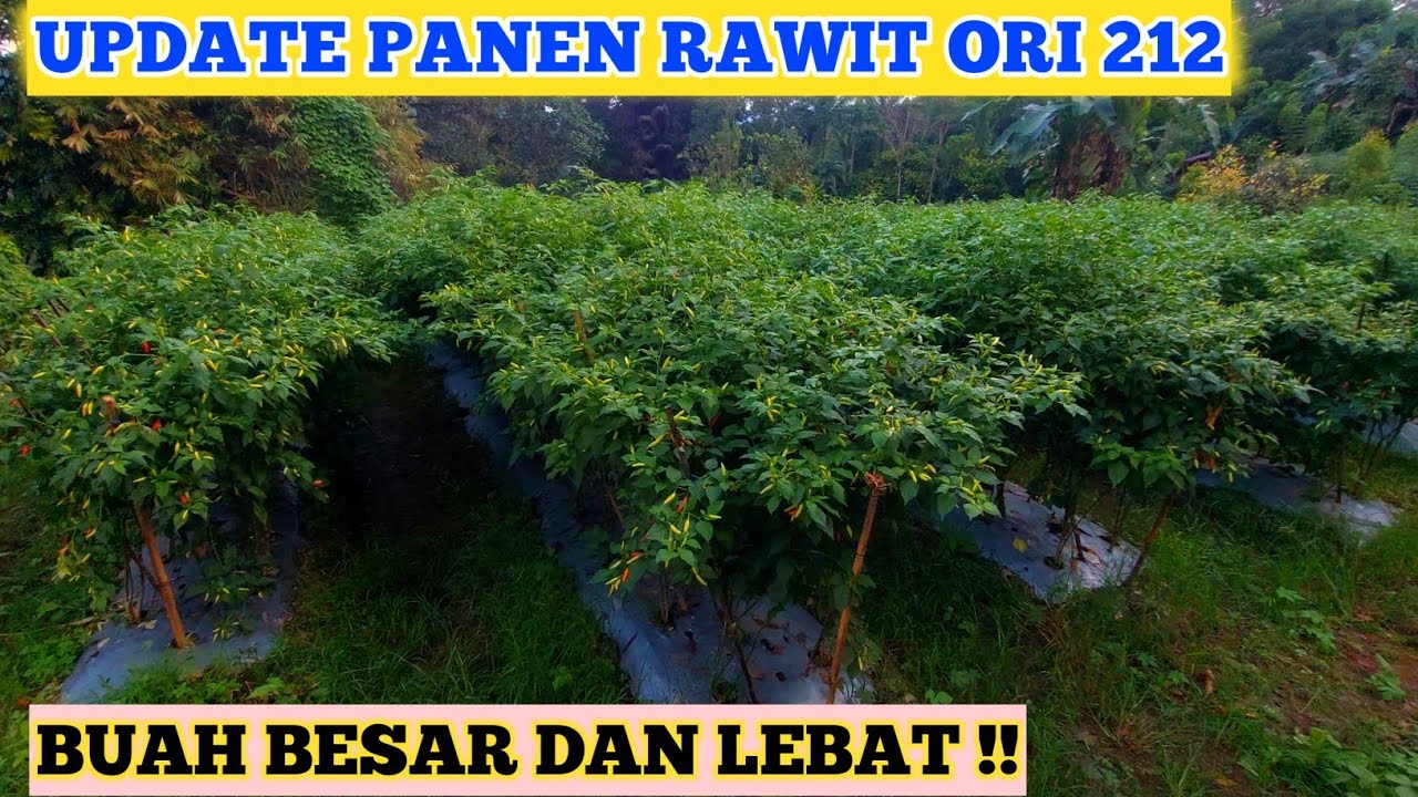 BUAH LEBAT BESAR ‼️ PANEN CABE RAWIT ORI 212