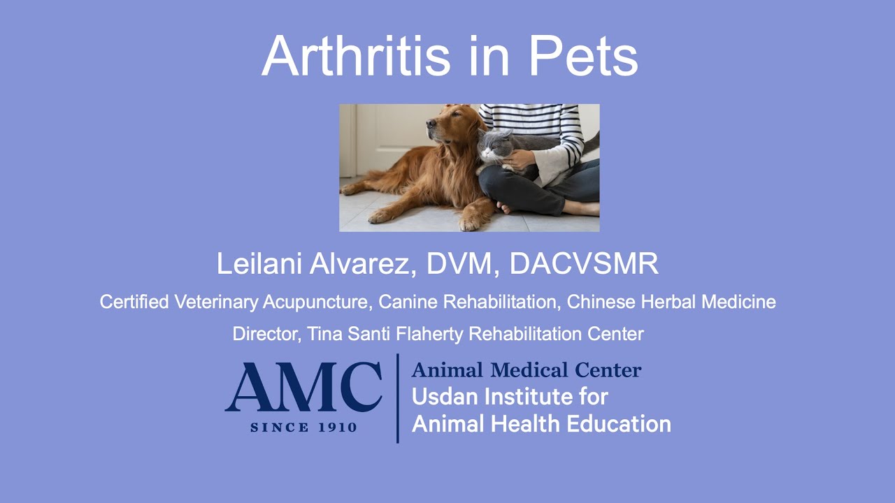 Arthritis in Pets — Dr. Leilani Alvarez