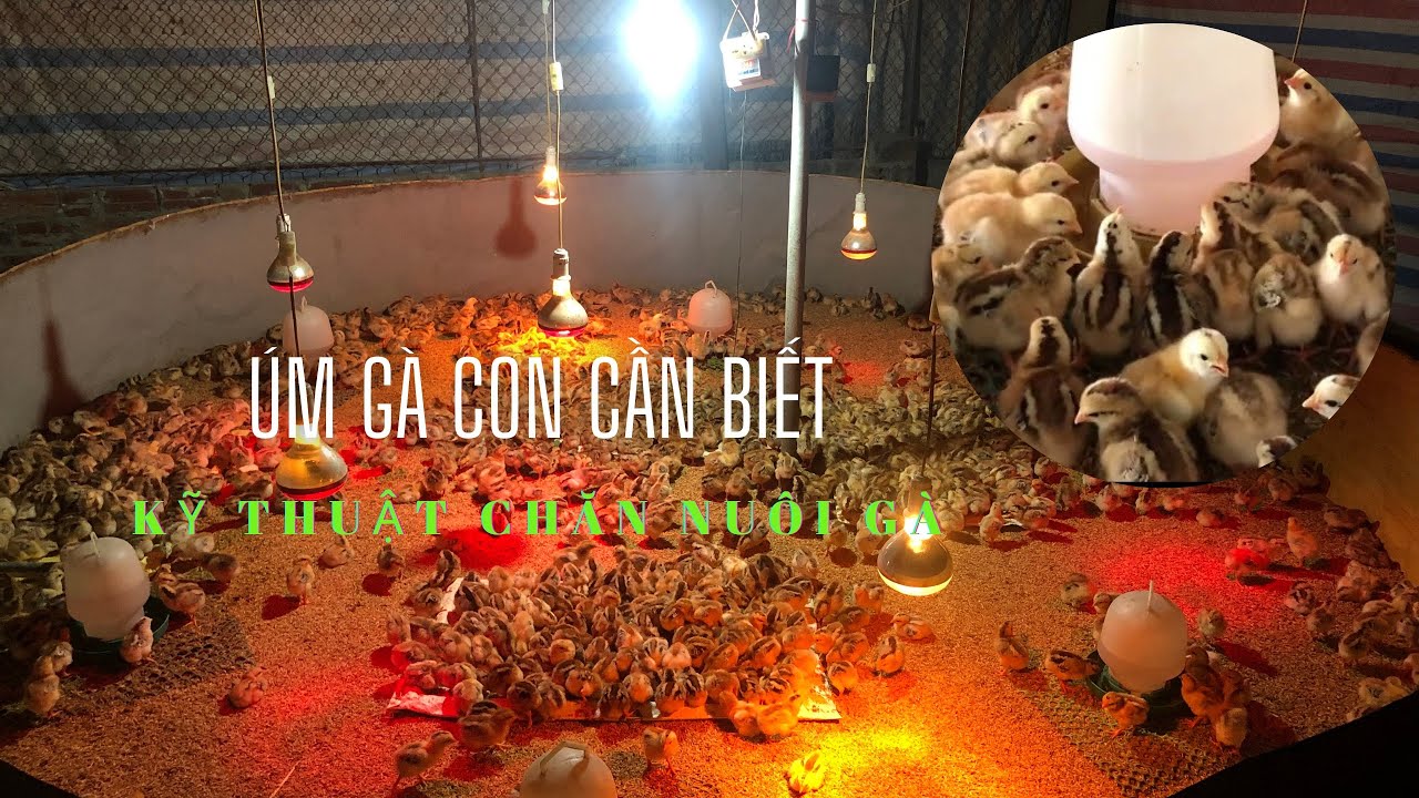 Úm gà con 3 ngày tuổi phát triển ra sao.