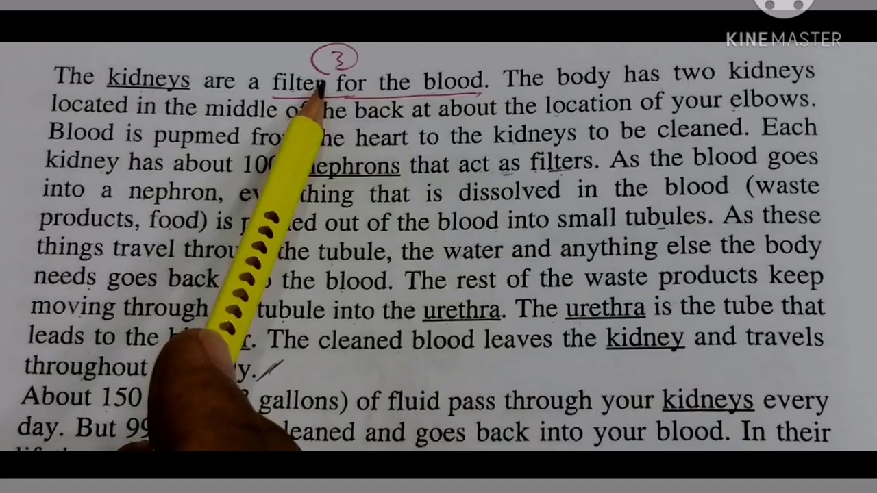 الأول تمريض ¶ترمنولوجي¶إنجليزي طبي ¶الوحدة 6¶الجهاز البولي Nursing 1 ¶Terminolog¶Urinary System.
