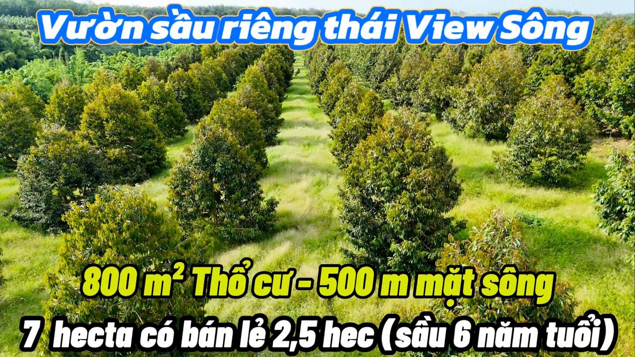 Siêu phẩm vườn sầu riêng View sông cực đẹp. 7 hec có bán lẻ 2,5 hec 6 tuổi. 800m² thổ cư, 500m sông
