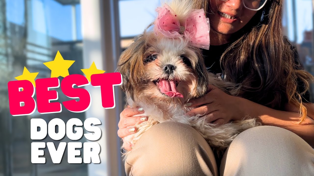 12 Reasons Why Shih Tzus are Such Awesome Pets