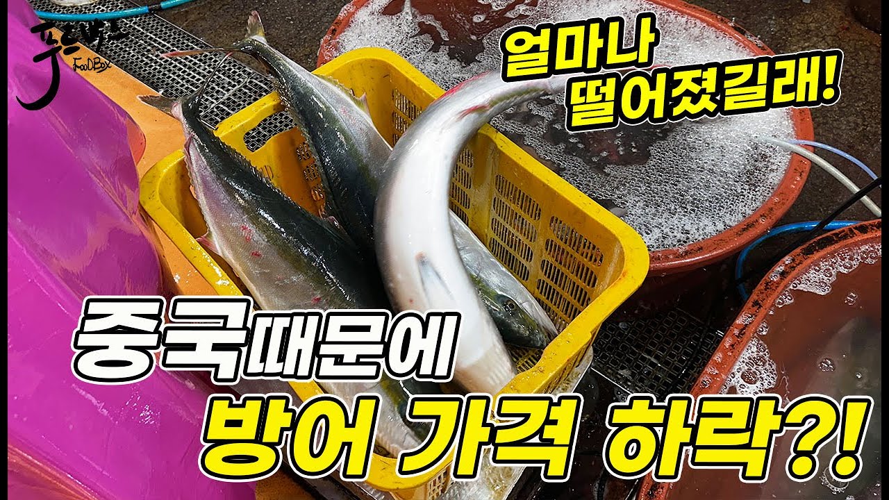 중국과 일본의 싸움으로  혜택은  우리가..?  일본수산물 수입금지의 여파로  천정부지로 치솟던 방어가격이 ... 노량진수산시장 20251120