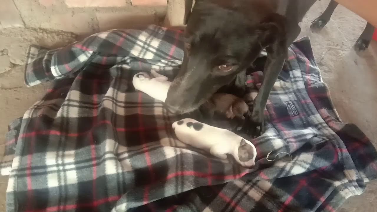 Mother Dog Try To Bite Her Babies//Puppies Newborn//Family Puppies