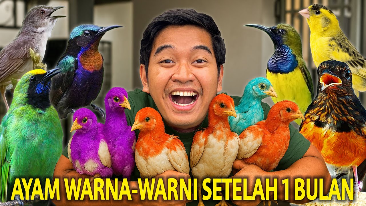 KONDISI 10 AYAM WARNA-WARNI AKU SETELAH 1 BULAN DIPELIHARA! SEMAKIN BESAR DAN BERUBAH!