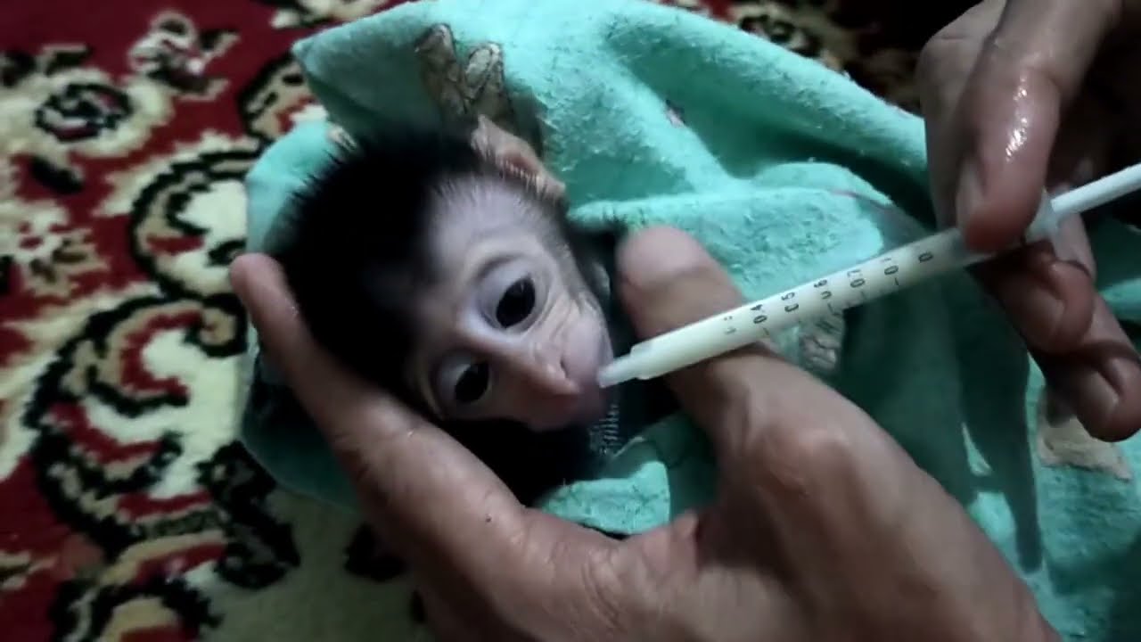 minum susu pake suntikan, monkey Brighten, Lovely Fauna. Youtube Channel