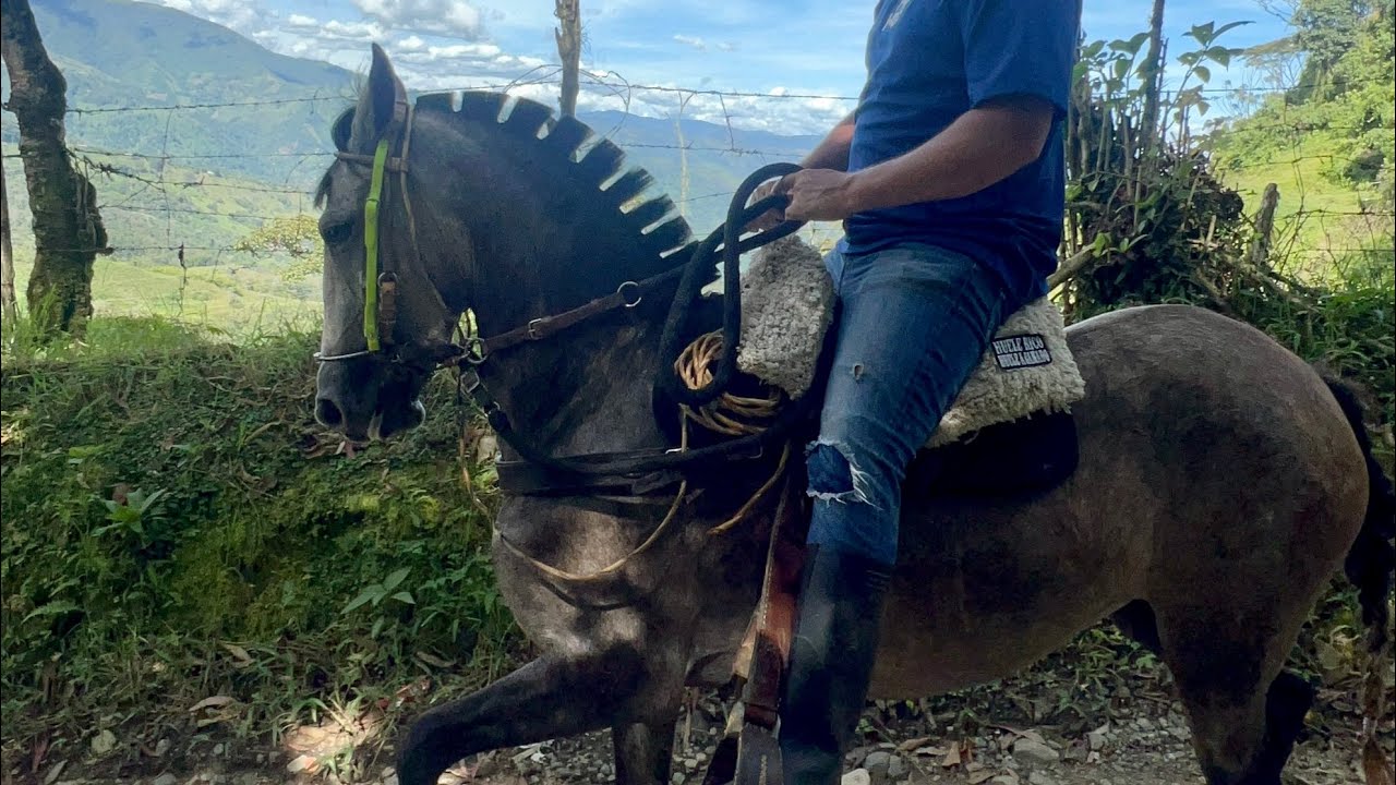 Cómo cortar el pelo de un caballo 🐴