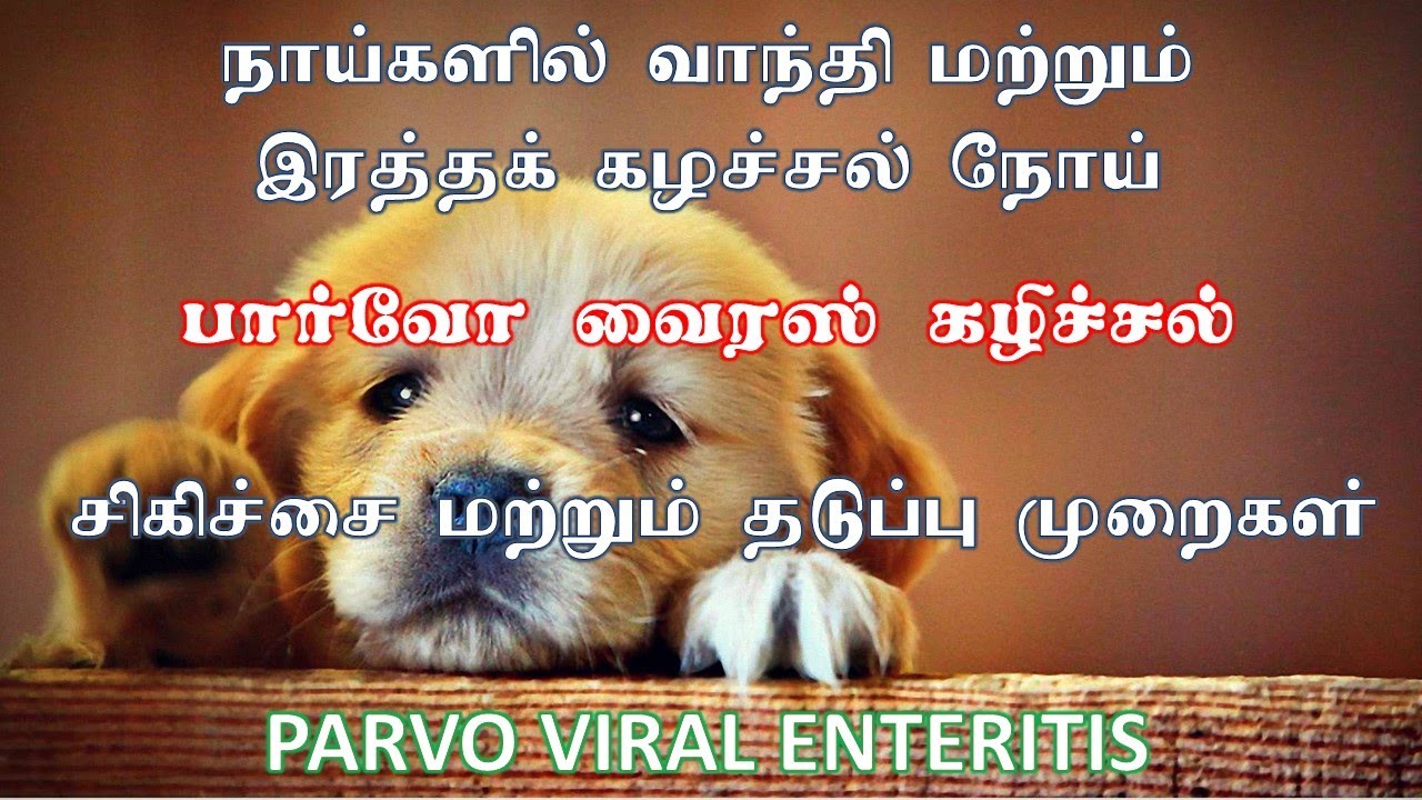 நாய்களில் இரத்தக் கழிச்சல்- சிகிச்சை - தடுப்பூசி  | PARVO VIRAL ENTERITIS- TREATMENT - VACCINATION