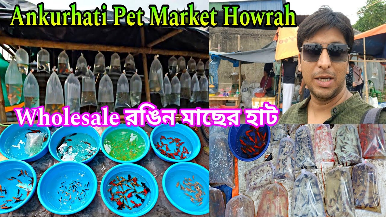 অঙ্কুরহাটির রঙিন মাছের হাট | Aquarium Fish Market  Ankurhati Aquarium Fish Market  Pet Market Howrah