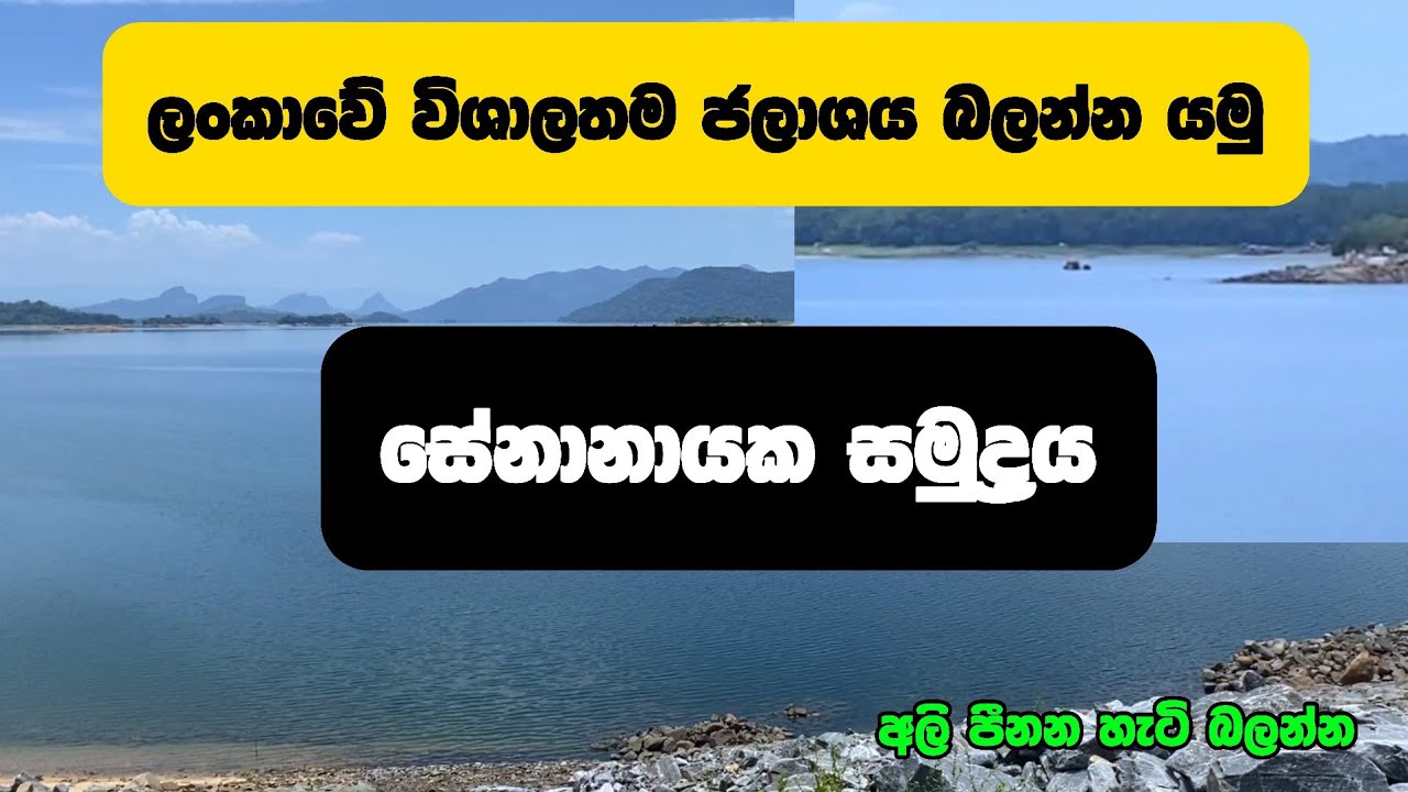 Senanayaka Samudrya| සේනානායක සමුද්‍රය| ලංකාවේ ලොකුම ජලාශය| අලි පීනන හැටි බලන්න