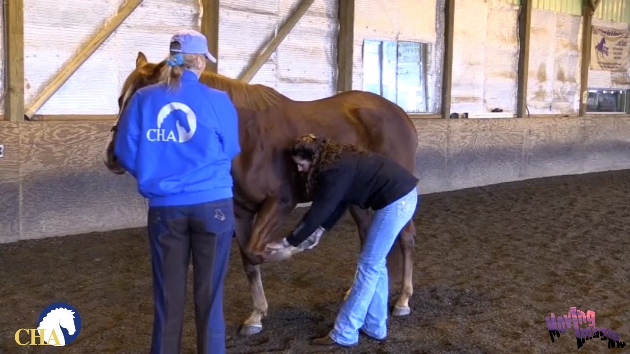Holding the Horse for the Vet or Farrier with Mitzi Summers