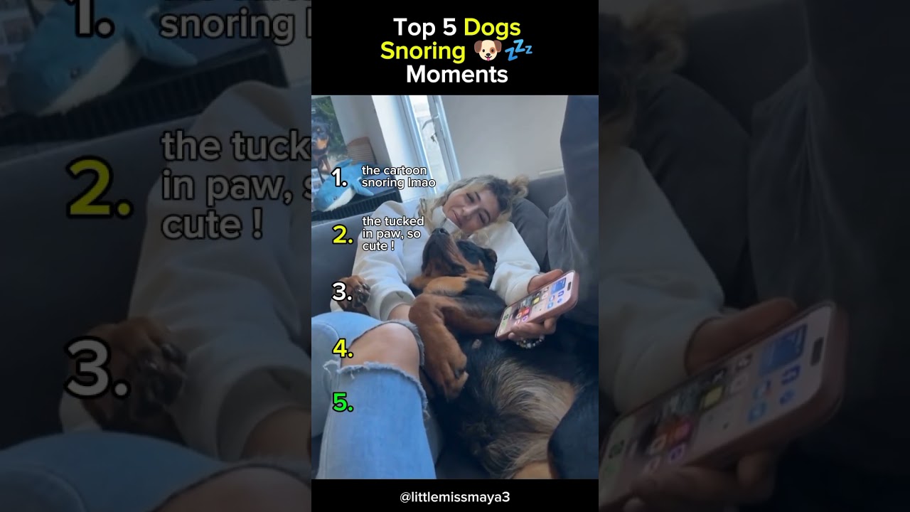 Top 5 Dogs Snoring Moments 🐶💤 