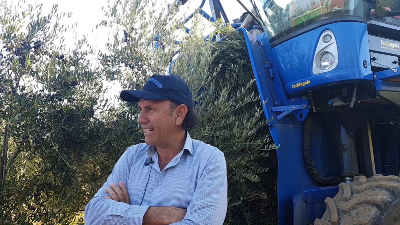 New Holland Braud 9090X Olive: Raccolta meccanizzata