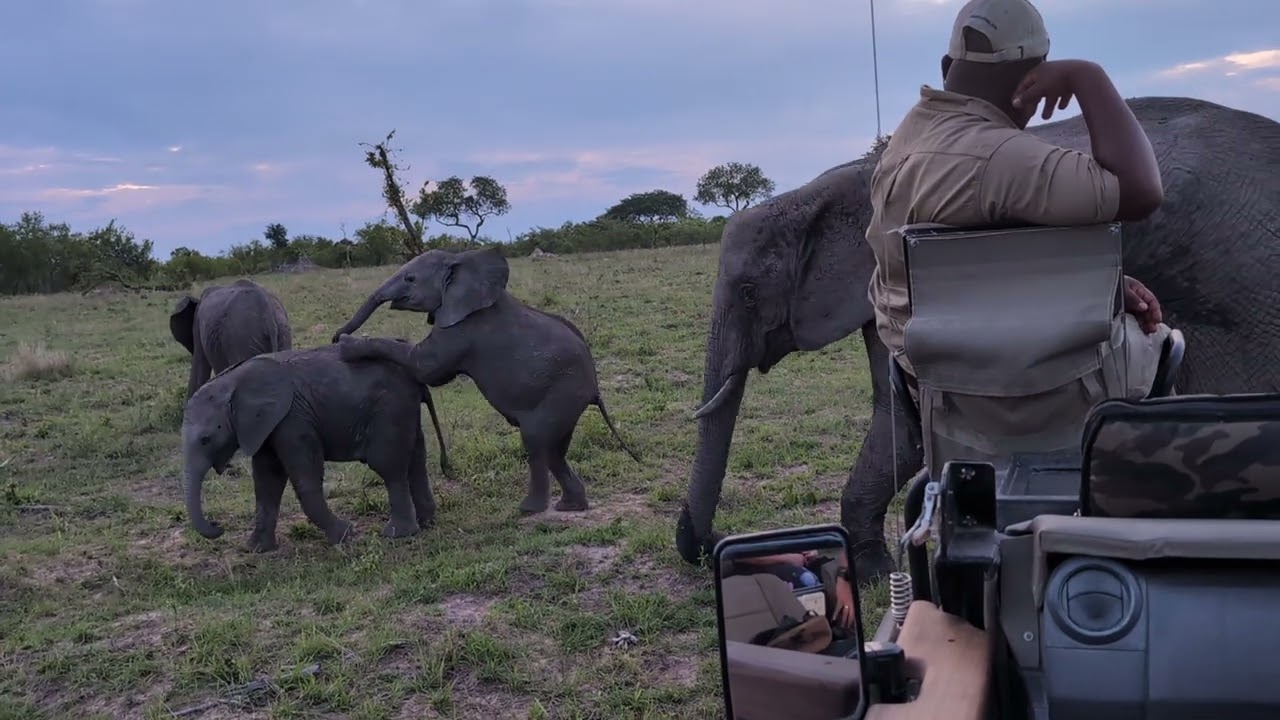 Elefant Baby Greeting Us