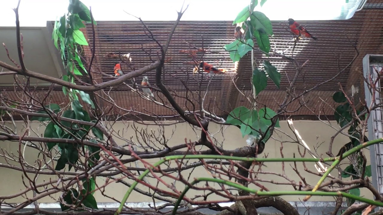 Red Siskin colony in Front Royal (VA-USA)