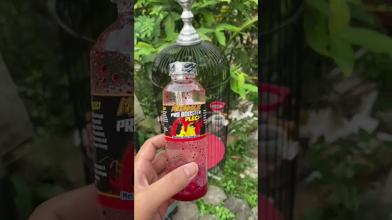 doping pleci 10 rban