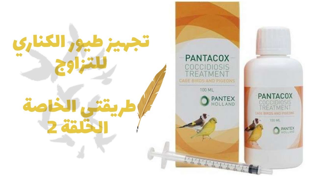تجهيز طيور الكناري للتزاوج   طريقتي الخاصة الحلقة رقم 2 /PANTACOX/ PREP CANARIS POUR LA REPRODUCTION