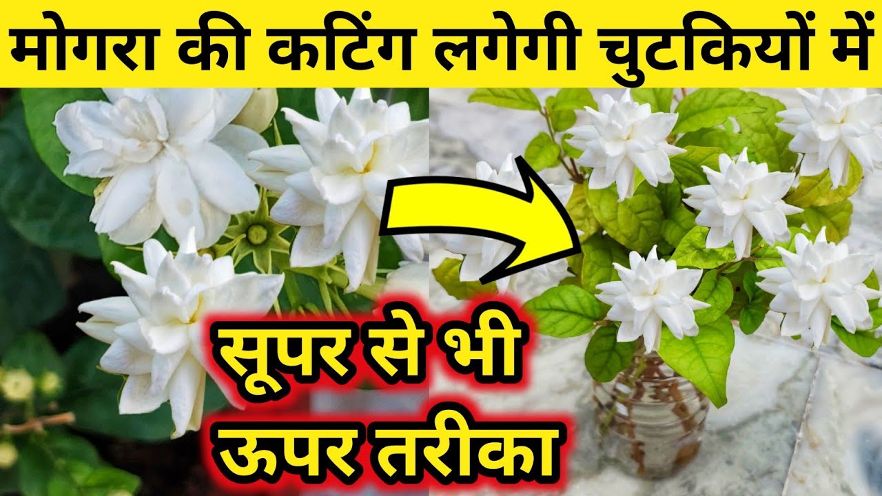 How To Grow Mogra /Jasmine Plant From Cuttings.Mogra|Jasmine Plant.  मोगरा की कटिंग लगेगी चुटकी में.