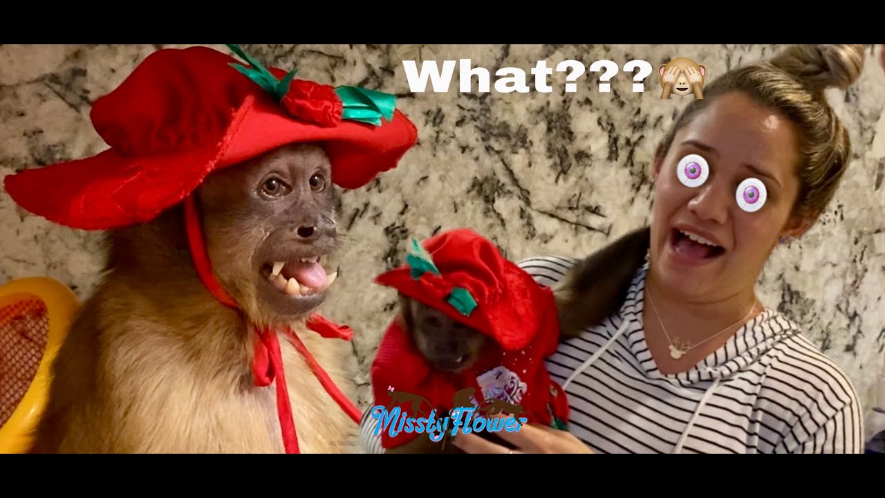 Monkey Comedy 🎭 with Monkey Russel and his Human Sissy 😂😂😂😂