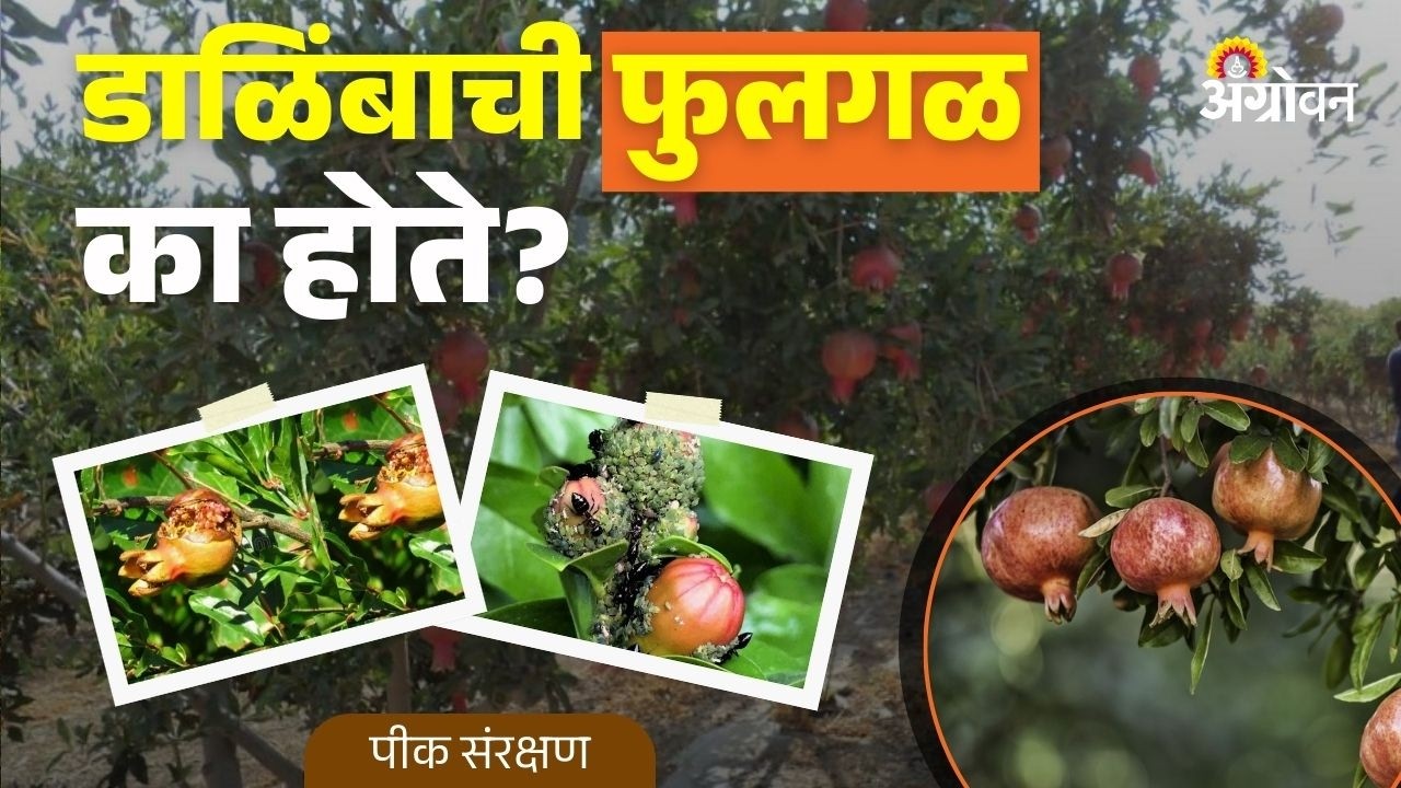 Pomegranate Flower Drop: डाळिंबाच्या बागेत फुलगळ होण्याची कारणं काय? | Agrowon