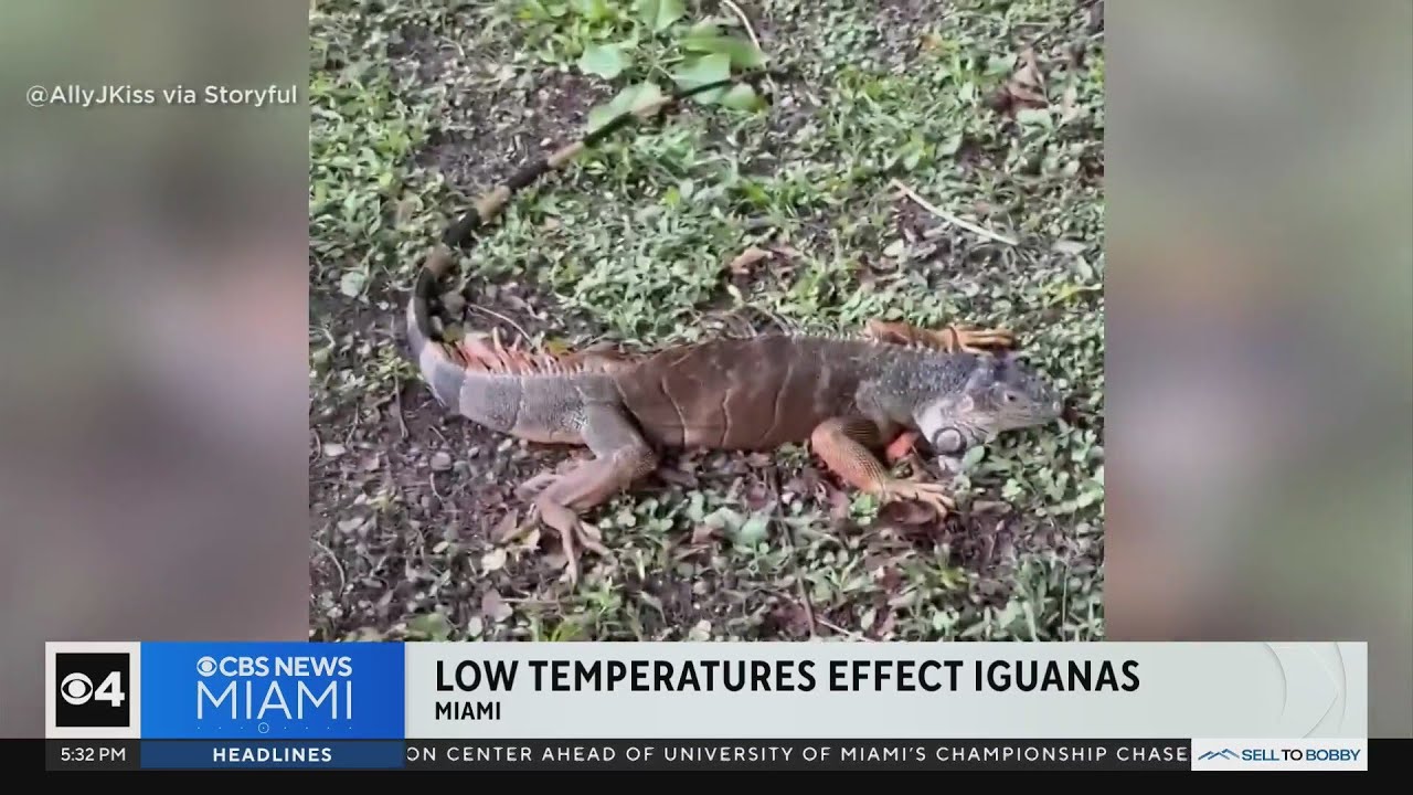 Low temperatures hitting South Florida effecting iguanas