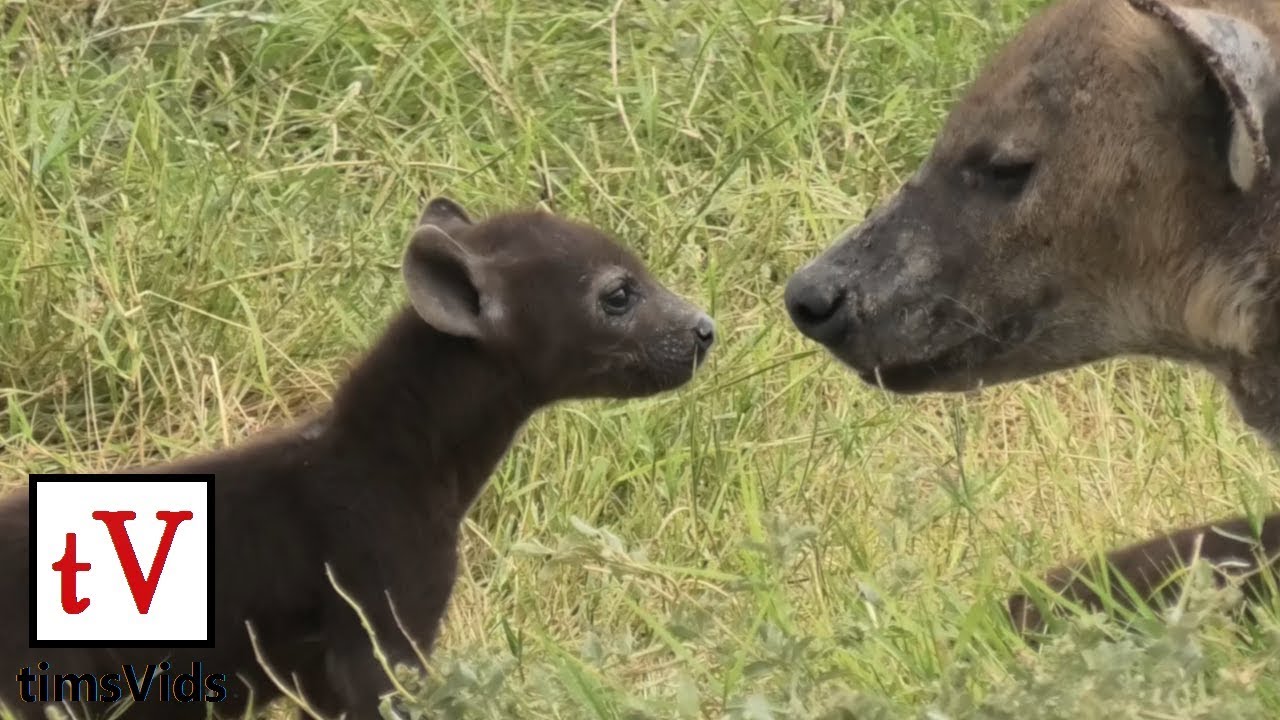 Newborn Spotted Hyena Cubs Emerge From Their Den For The First Time
