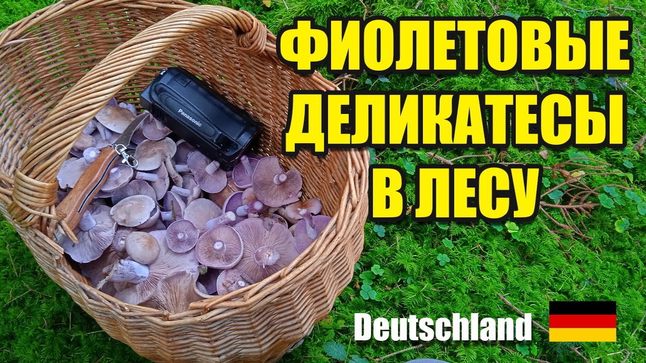 Фиолетовые рядовки - как, где, когда! Грибы Германии 2025