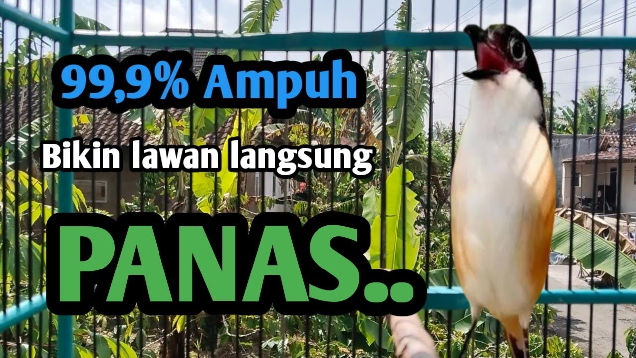 Cendet Gacor Bikin LawAn Panas 99,9% Ampuh untuk pancingan cendet apa saja.