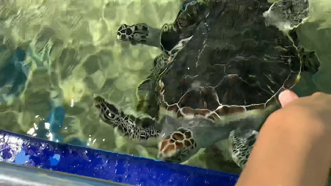 ナゴちゃん、水族館でエサやり&hellip;「おーカメちゃん、すごい近くまで来た！」