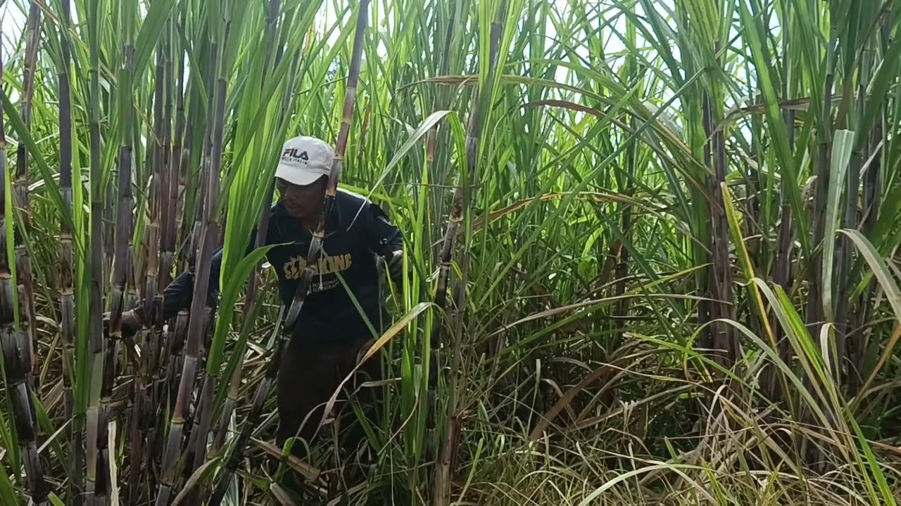Menjaga kualitas tanaman tetbu