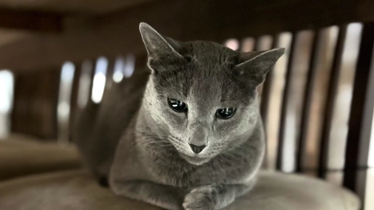 Misse a Russian blue cat