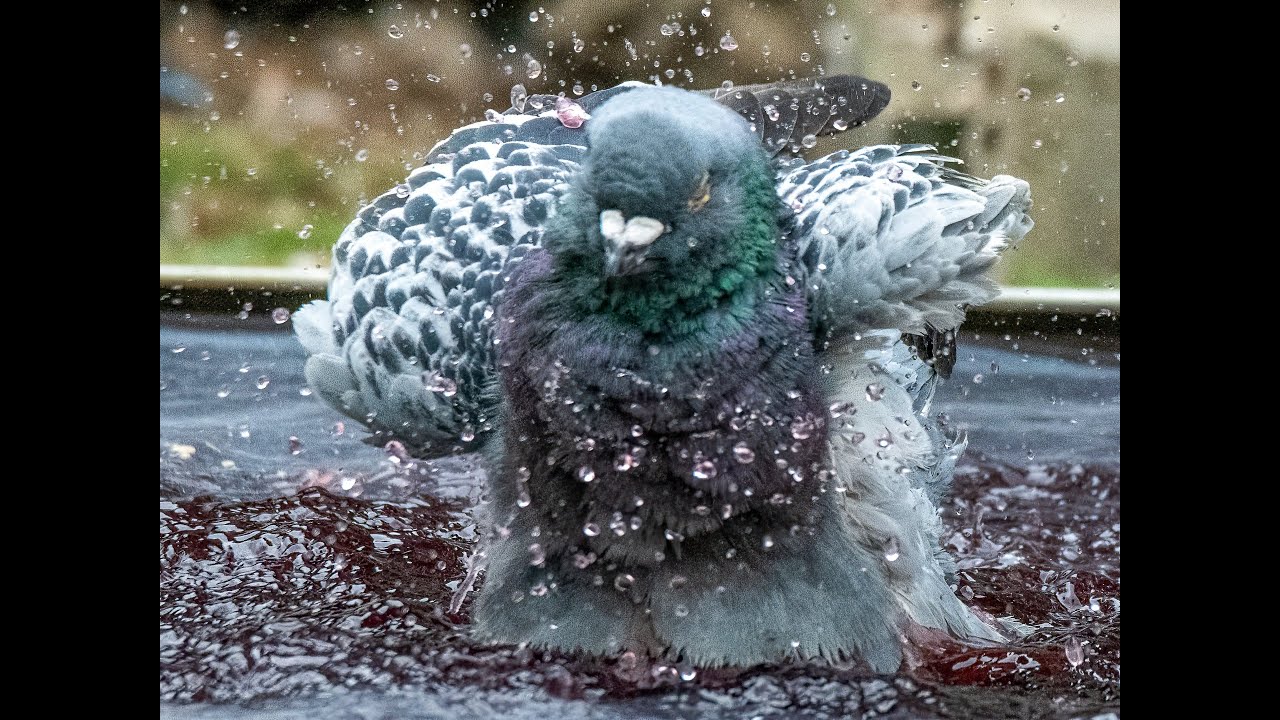 The Secret Formula to Raising Champion Racing Pigeons