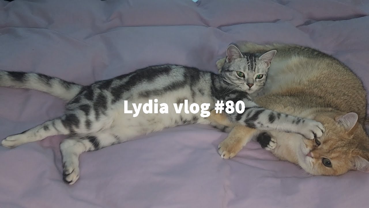 [ENG] Lydia vlog #80| 고양이들의 일상루틴 | 크리스마스 장식품 구경 | 코슷코에서 장본 영수증 공개