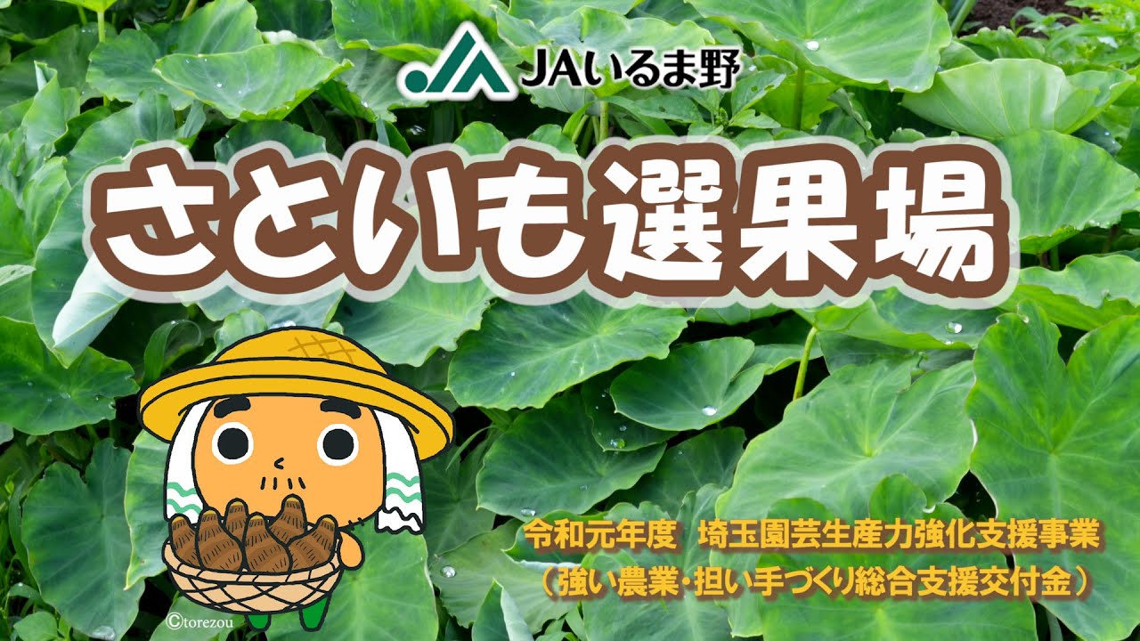 JAいるま野さといも選果場