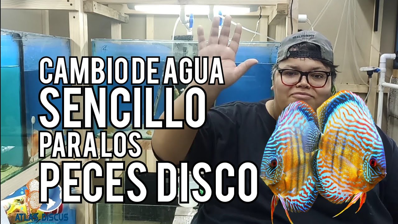 CAMBIO de agua SENCILLO para PECES DISCO