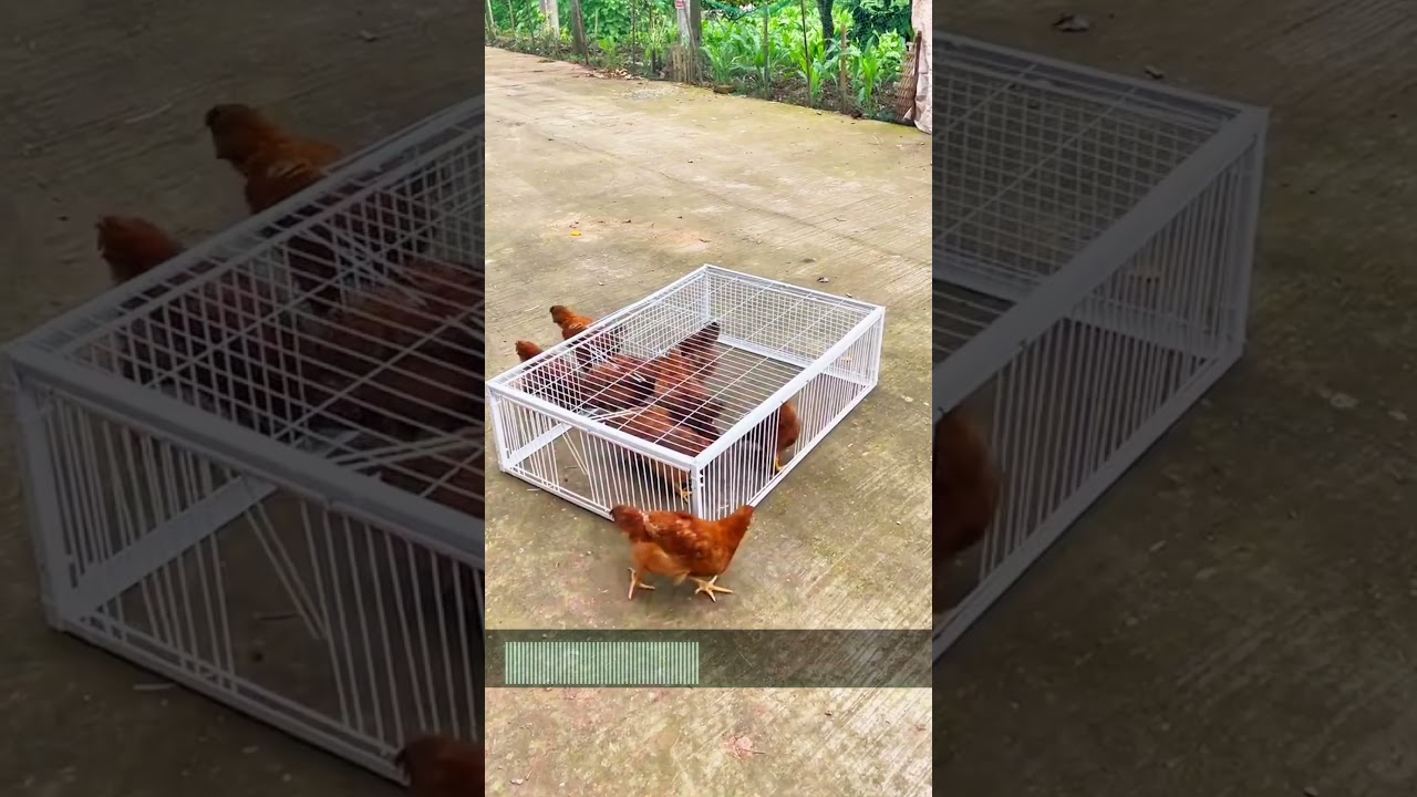 Effective Bird Trap | Humane and Easy-to-Use Pest Control Solution #amazon #amazonaffiliate