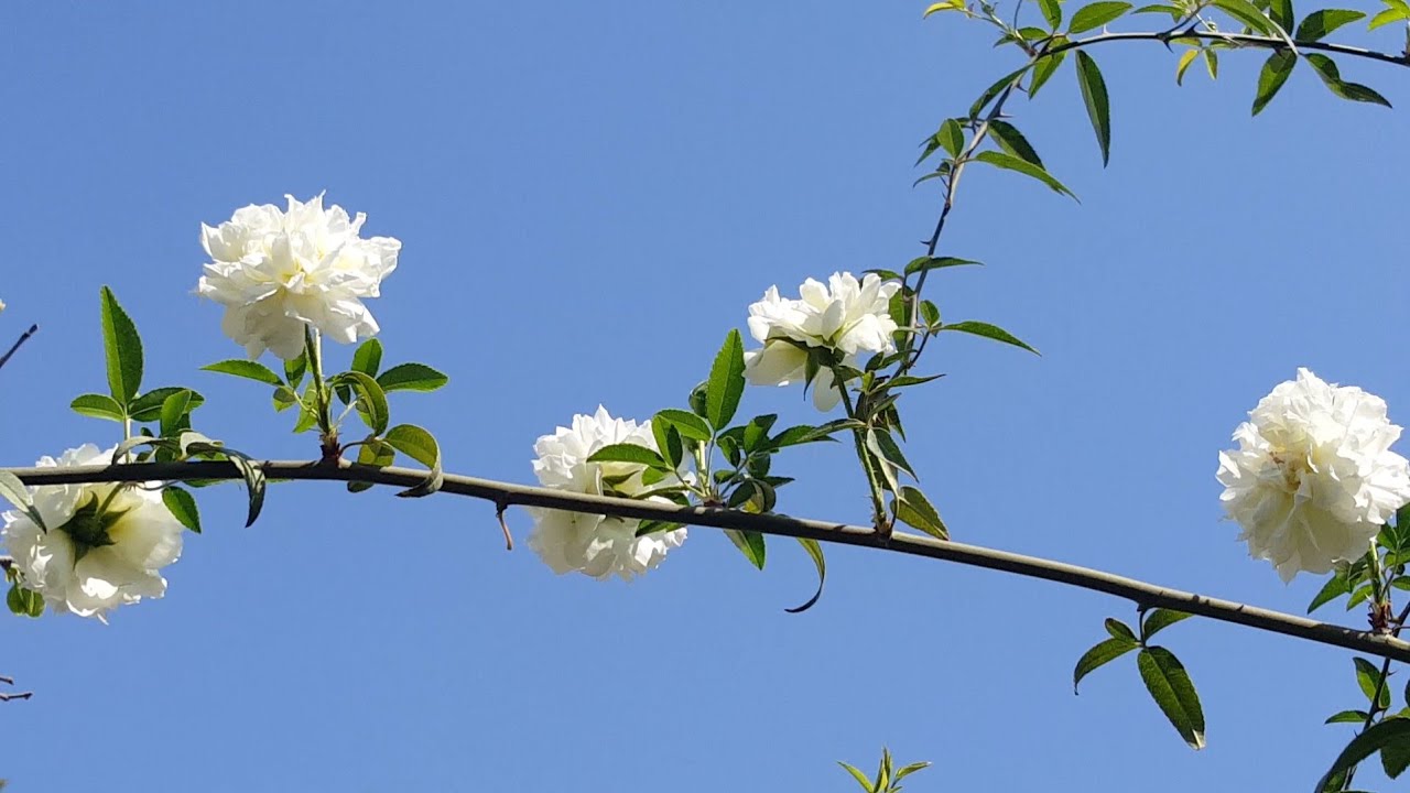 How to grow and care climbing roses | climbing rose verities