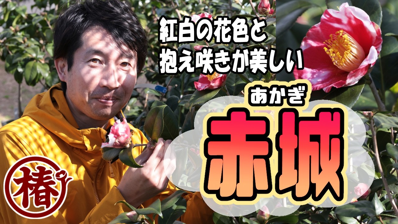 椿【赤城・あかぎ】紅白が入り乱れるコントラストが美しい｜ふっくら蕾はお茶花としても魅力