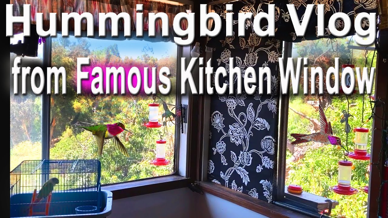 See CRAZY Hummingbird Setup Where 100+ Feed Daily in Kitchen Window Where Nest Built & Raised Babies