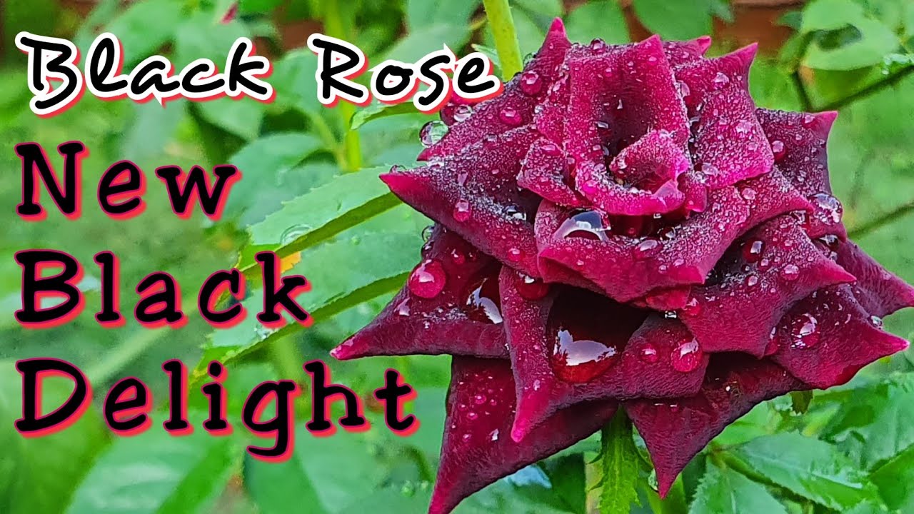 Black rose - New black delight ( India)