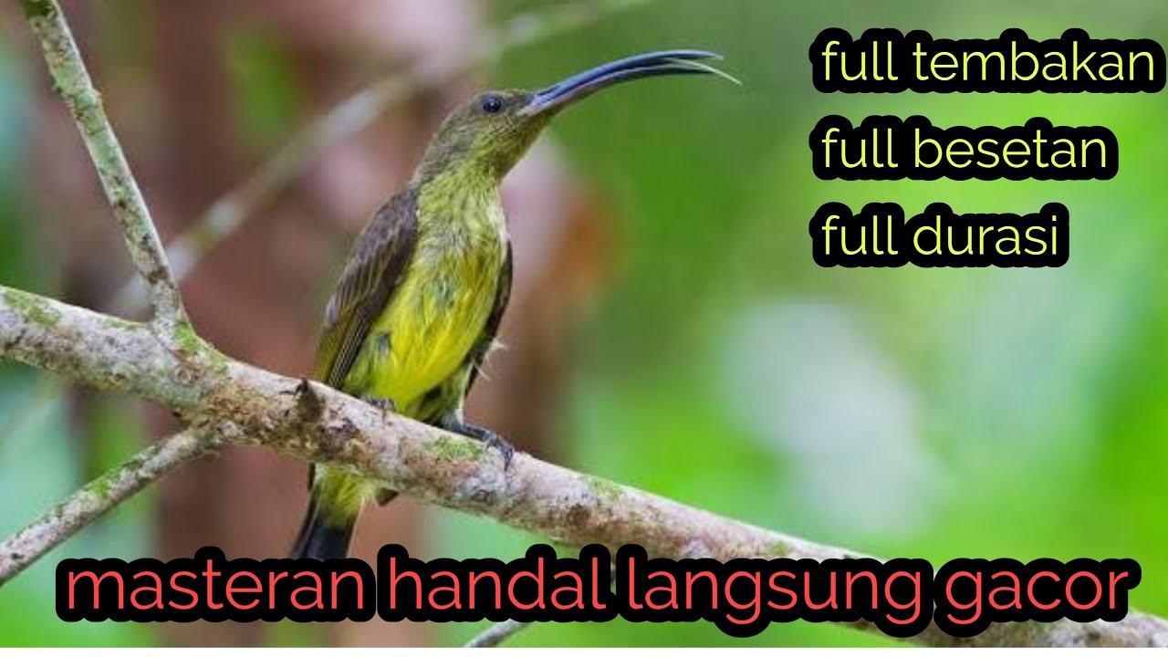 masteran pijantung gacor suara jernih full besetan full kasaran full durasi