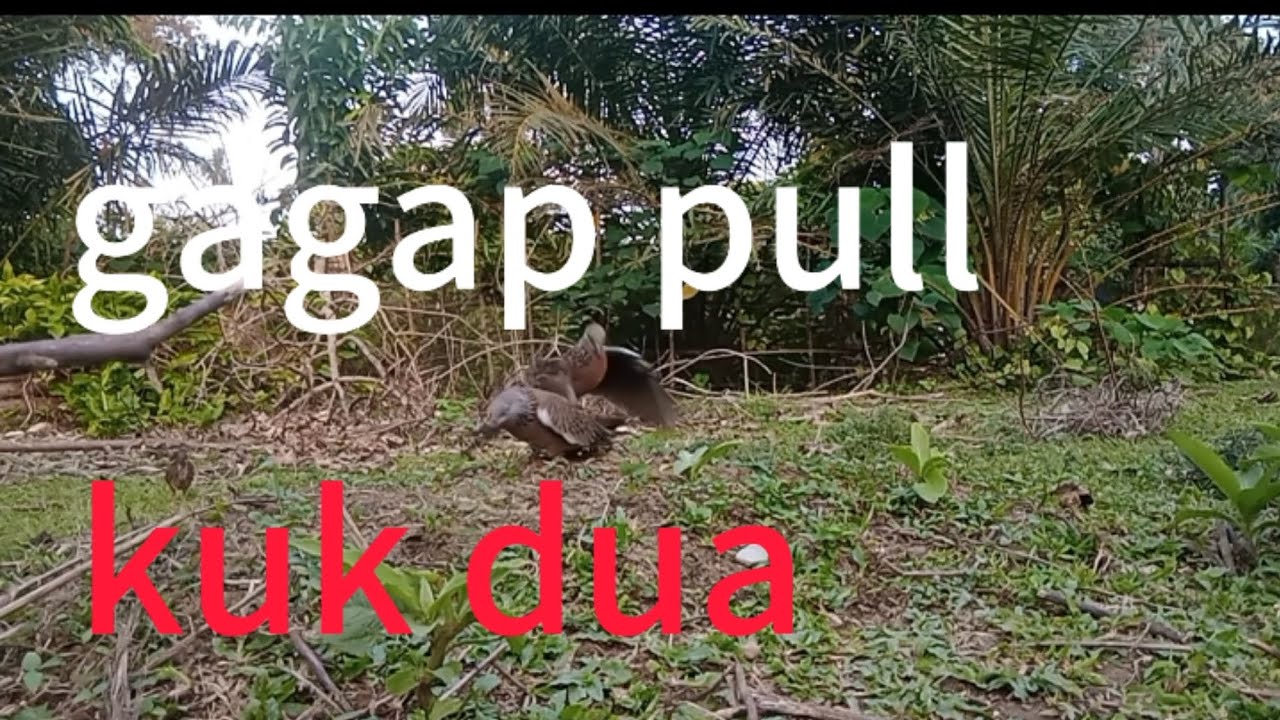Kata teman bl gagap ini gak mau turun@terkukurgombal